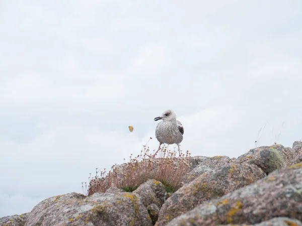 Mewa śledziowa siedzi na przybrzeżnej skale — Zdjęcie stockowe