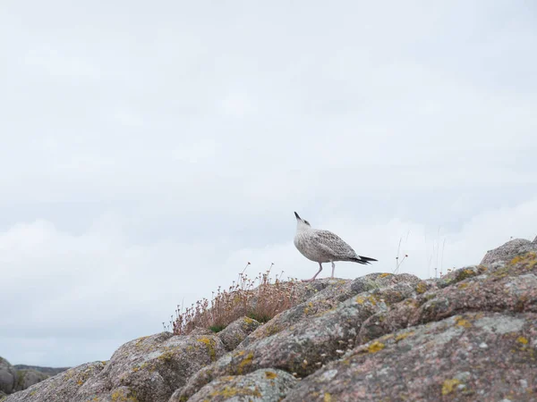 Mewa śledziowa siedzi na przybrzeżnej skale — Zdjęcie stockowe