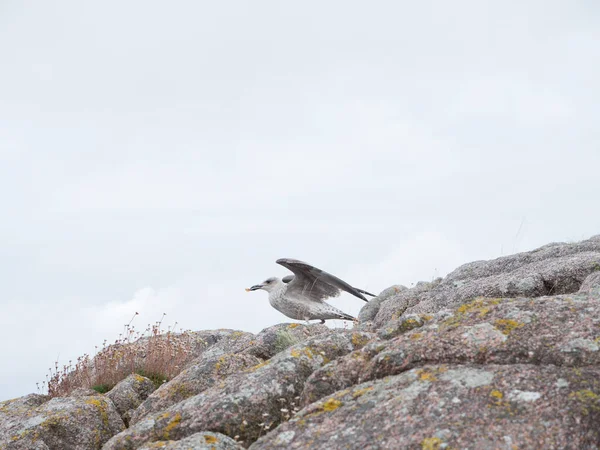 Herring gull sits on a coastal rock — Stock Photo, Image