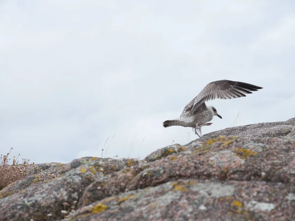 Herring gull lands on a coastal rock — Stock Photo, Image