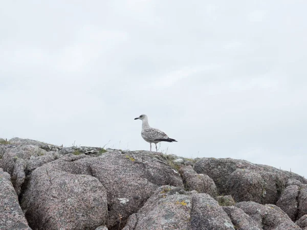 Racek obecný sedí na pobřežní skále — Stock fotografie