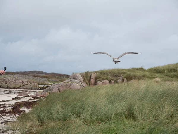 Arenque gaivota paira ao longo da costa do Reino Unido — Fotografia de Stock