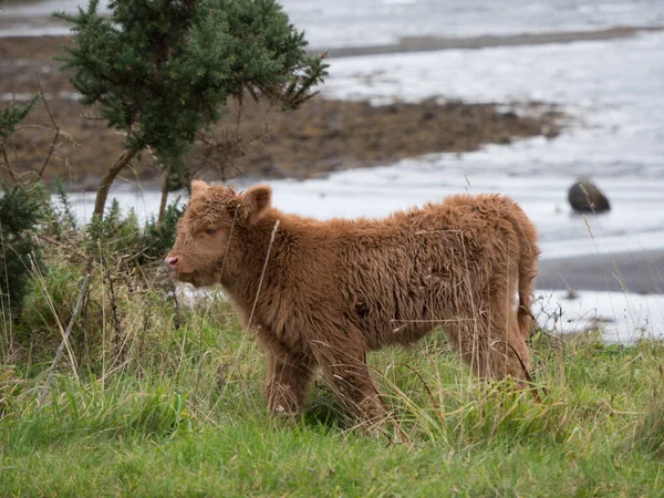 Baby highland cow on the Isle of Mull — Stock Photo, Image