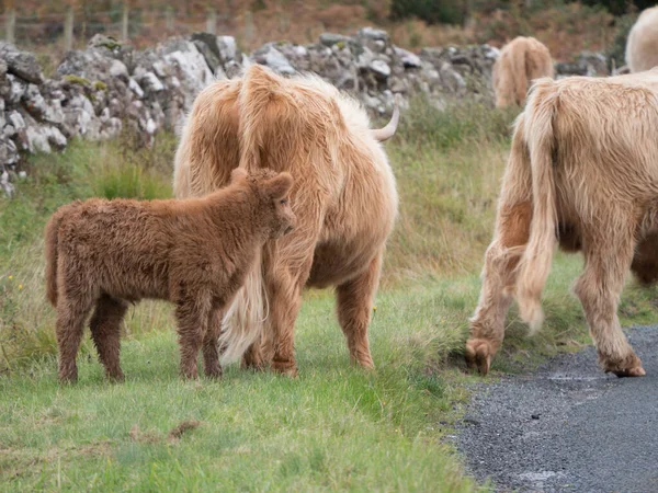 Vacas montañosas en la Isla de Mull — Foto de Stock