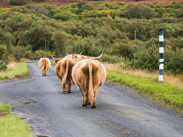 Highland cows on the Isle of Mull — Stock Photo, Image