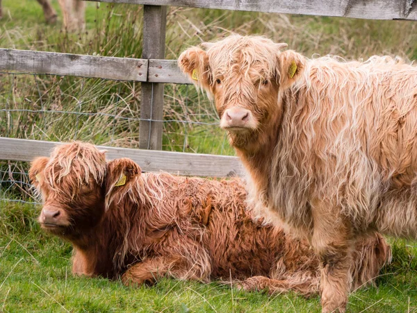 Las vacas de las tierras altas en el paisaje escocés miran fijamente a la cámara — Foto de Stock