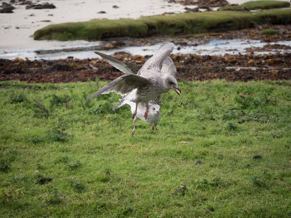 Herring gull hovers along the UK coast — Stock Photo, Image