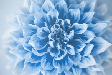 Beyaz arkaplanda Blue Dahlia.