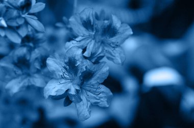 mavi zemin üzerine mavi çiçek.