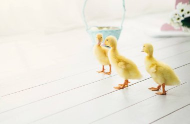 Üç küçük ördek yavrusu tahta arka planda.