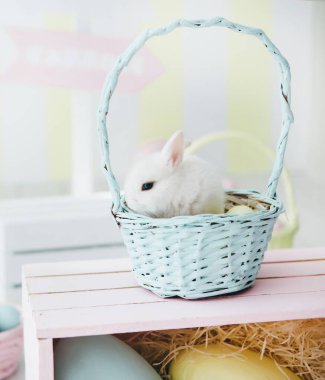 Yuvasında yumurtaları olan Paskalya tavşanı. Fotokopi alanı olan bahar ve Paskalya bayramı kavramı.