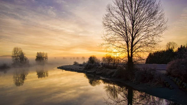 Mlhavý Východ Slunce Osamělým Stromem Bez Listí — Stock fotografie