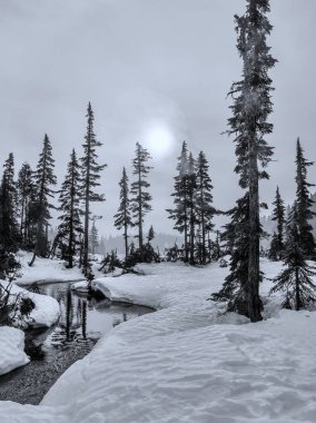 Siyah beyaz kış sahnesinde kar ve ıssız ağaçlar