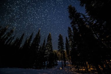 Ormanda ağaçlar ve kışın birçok yıldız.