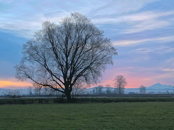 日落在田野里的一棵树后 — 图库照片