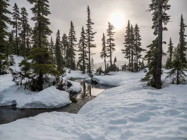 Snowy Krajobraz Potokiem Drzew Iglastych — Zdjęcie stockowe