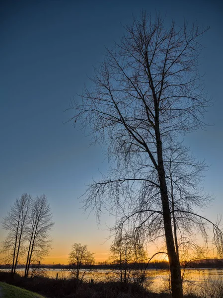 Západ Slunce Bezlistými Stromy Řeky — Stock fotografie
