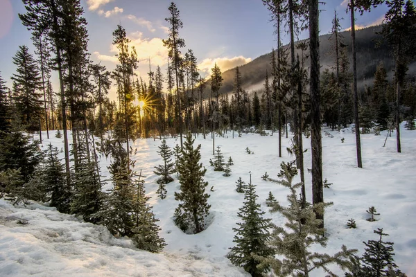Słońce Gwiazda Podczas Wschodu Słońca Zapasowej Leśnej Zimowej Scenie — Zdjęcie stockowe