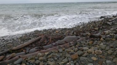 Salish denizi boyunca ağır çekim dalgalarını gösteren bir tavayla Rocky sahili.