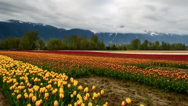 Pole Tulipanów Chmurami Przemieszczającymi Się Nad Głową Upływ Czasu — Wideo stockowe
