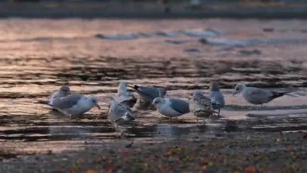 Troupeau Mouettes Mangeant Sur Une Plage Bord Océan — Video