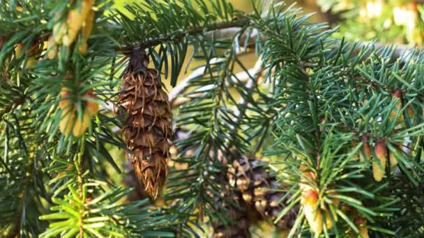 Gros Plan Douglas Sapin Cône Sur Arbre Avec Des Aiguilles — Video