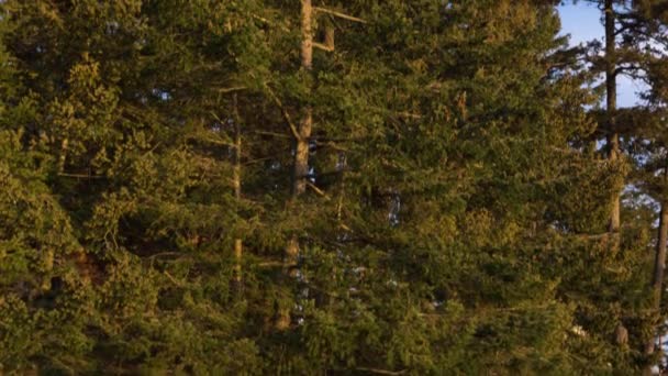 Panorámica Abeto Douglas Grande Bosque Cielo Azul — Vídeo de stock