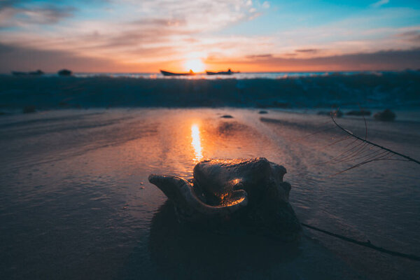 Orange sunset seashell — Stock Photo, Image