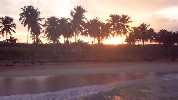 日没60fpsのヤシの木のビーチ — ストック動画