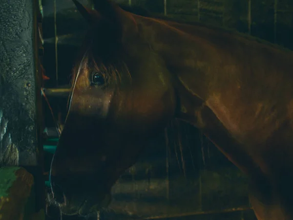 Un caballo en la luz —  Fotos de Stock