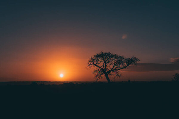 Silhouette of the tree — Stock Photo, Image