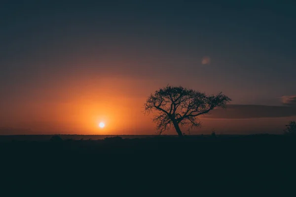 Silhouette of the tree Stock Image