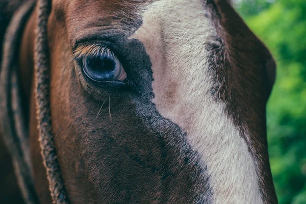 Horse eye nature Stock Picture