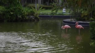 Flamingolar