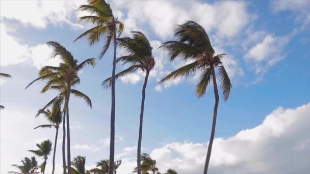 Palmas com nuvens — Vídeo de Stock