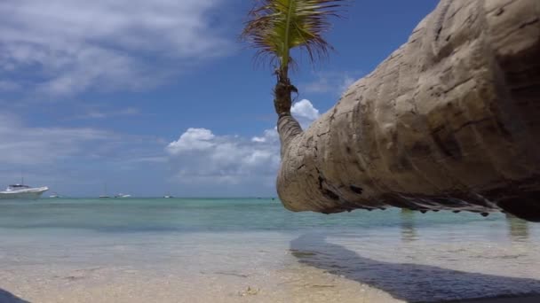 Palmera con olas — Vídeos de Stock