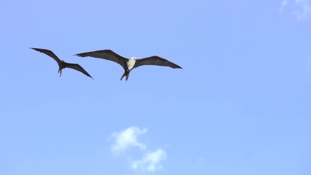 Möwen flattern — Stockvideo