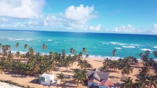 Palmer träd på stranden i karibien i dominikanska republiken 4k — Stockvideo