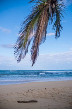 Sahilde mavi gökyüzü olan bir palmiye ağacı.
