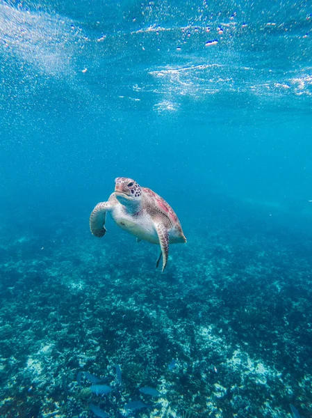 Una Tortuga Bajo Agua Nadando Naturaleza —  Fotos de Stock