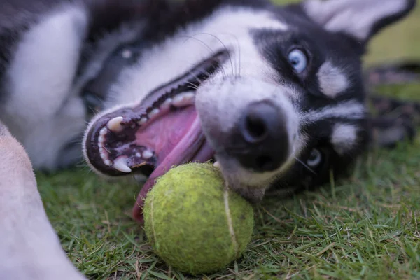 Otların arasında tenis topuyla oynayan bir Husky.
