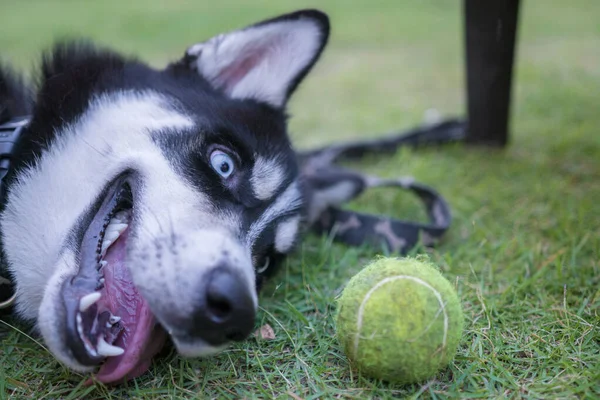 Otların arasında tenis topuyla oynayan bir Husky.