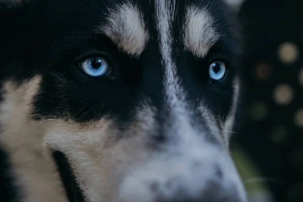 Husky Que Joga Com Uma Bola Tênis Grama — Fotografia de Stock