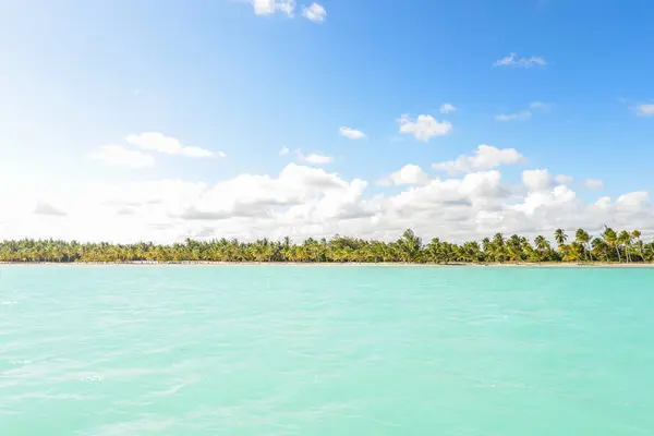 Punta cana Dominik Cumhuriyeti 'nde palmiye ağaçları olan Karayip plajı