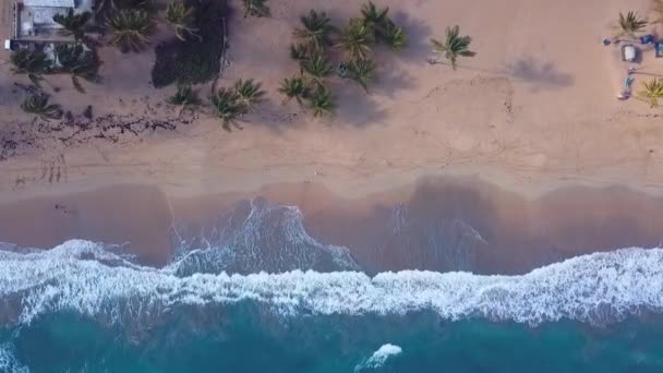 Sahilde dalgalar, Karayipler 'de palmiye ağaçları ve insansız hava aracı 1080 fp. — Stok video