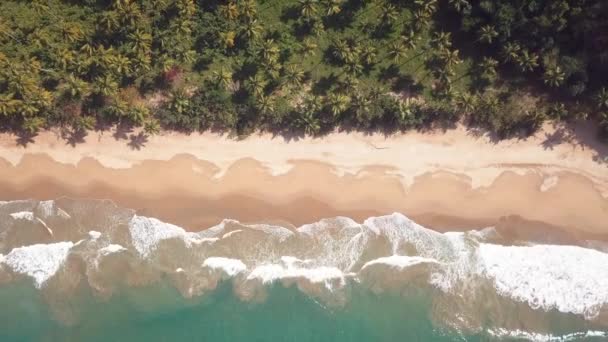 Cenzúrázatlan drónforgatás egy paradicsomi szűz strandon a Karib-tengeren hullámokkal és pálmafákkal 14k 24fps — Stock videók