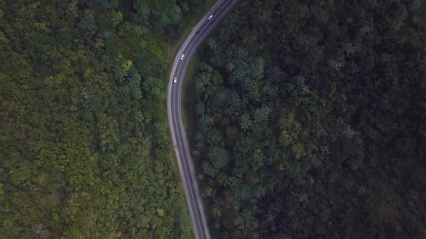 drone cenital de lire au milieu de la forêt wirh voitures dans le milieu 4k 24fps 