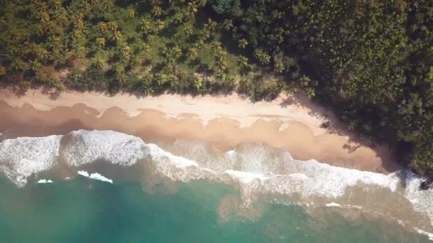 Drone cenital atirar de uma praia virgem paraíso no caribe com ondas e palmeiras 2 4k 24fps — Vídeo de Stock