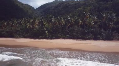 Karayipler 'de palmiye ağaçları ve dağlarla örülmüş bakir bir sahil 4k 24 fps