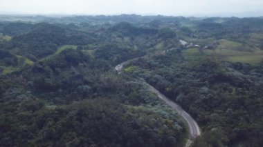 4k 24fps İHA ile ormanda yol